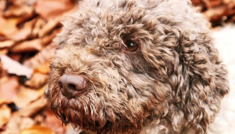 A curly-haired truffle dog looks at the camera with one eye while standing in front of ground covered in fallen leaves.