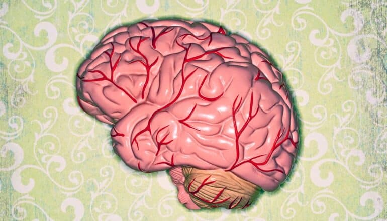 A plastic model of a human brain sits on what looks like old, green floral wallpaper.