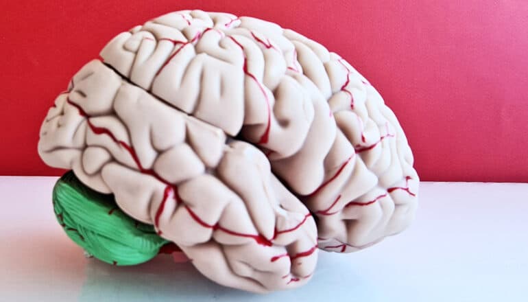 A white, red, and green model of the human brain on a white surface in front of a red background.