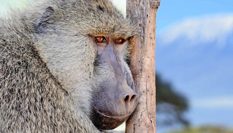 A baboon stares into the distance while leaning its face against a thin tree trunk.