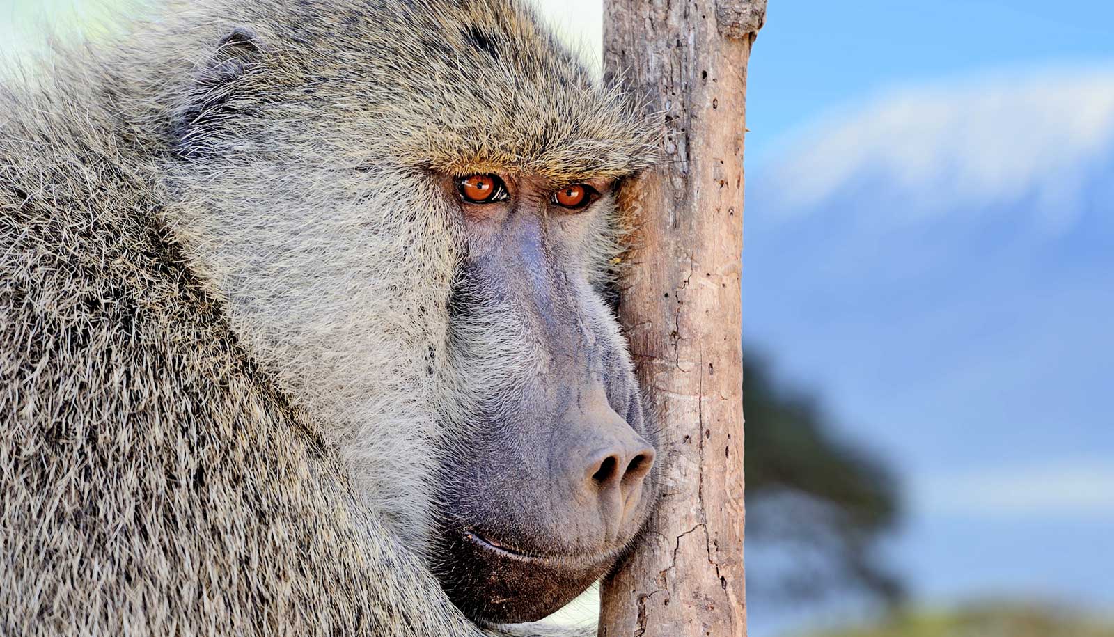 Alpha male baboon stress comes from a surprising source