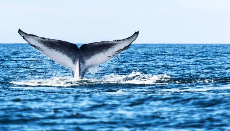 A blue whale's tail appears above the surface of the ocean.