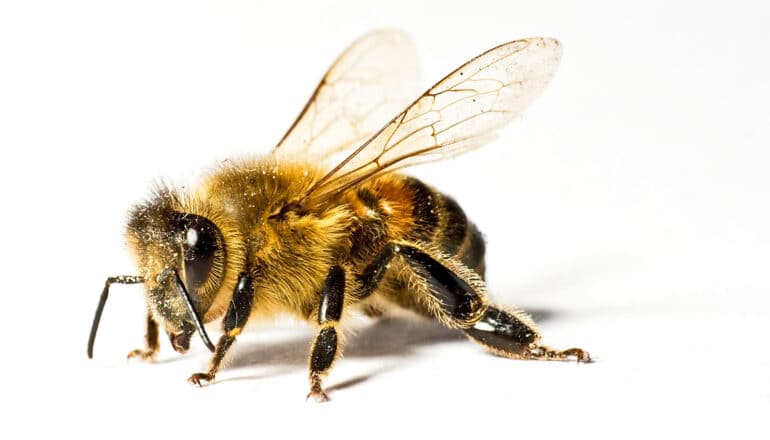 A honey bee stands on a white surface.