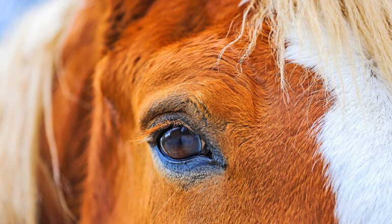 A close-up of a horse's eye.