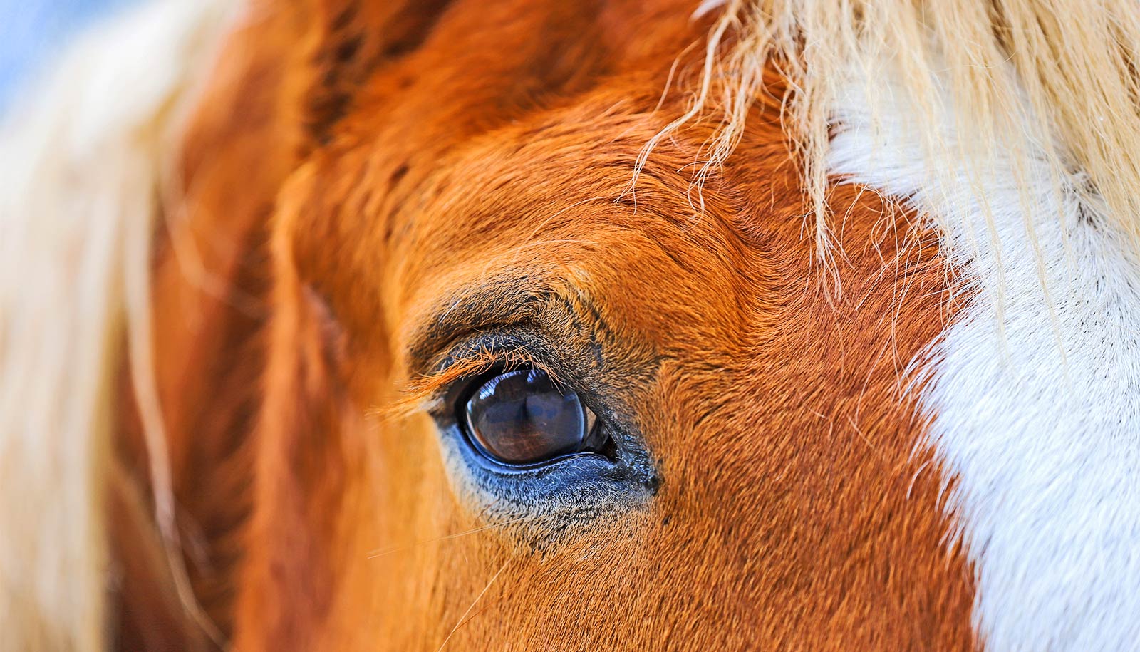 Horse treatment may pave way for blindness fix for humans