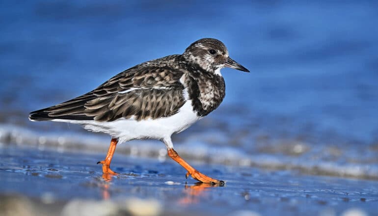 A ruddy turnstone with a brown, black, and white body walks down a beach.