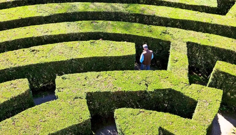 A man stands in a large green hedge maze.