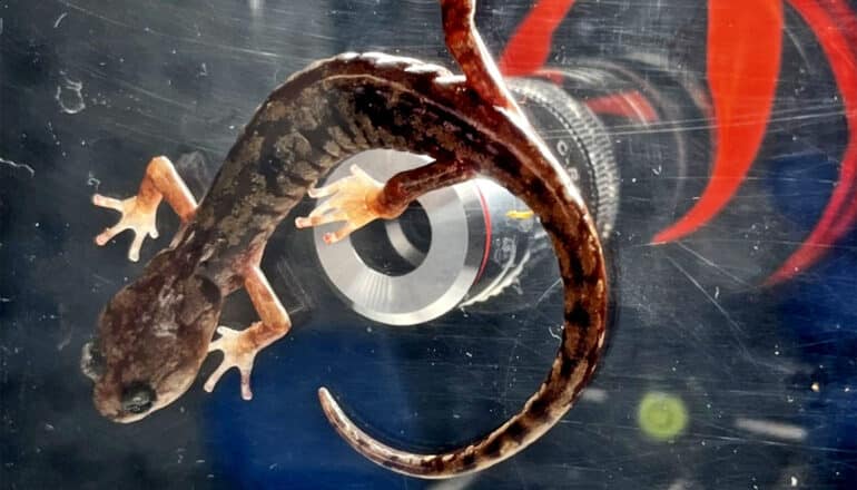 A salamander crawls on glass in front of a camera.