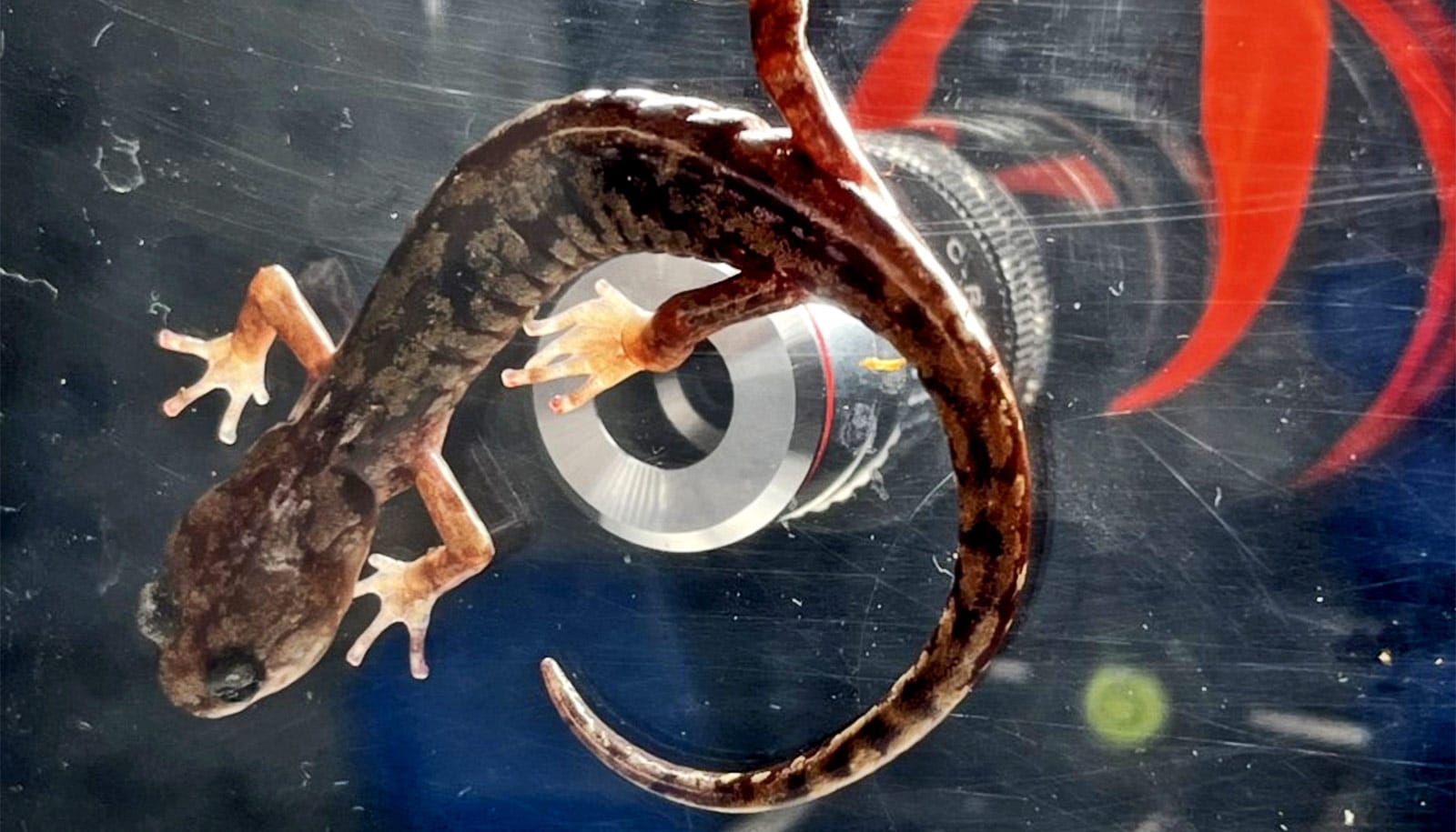 Salamanders control blood in their toes to get around easily