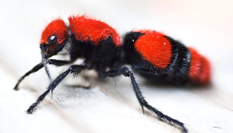 A red and black velvet and stands on a white surface.