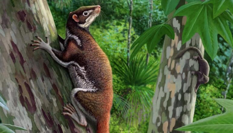 The furry, four-legged Mixodectes pungens climbs on a tree using its claws.