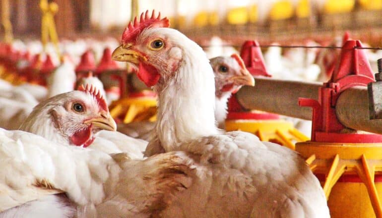 Three chickens stand closely together in a large warehouse of chickens.