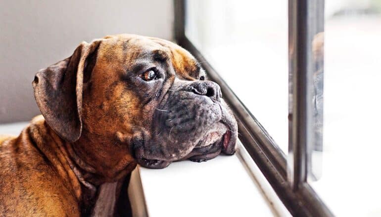 A dog rests its head on a window sill while looking outside.