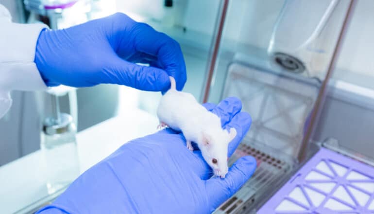 A researcher wearing blue gloves holds a white lab mouse.