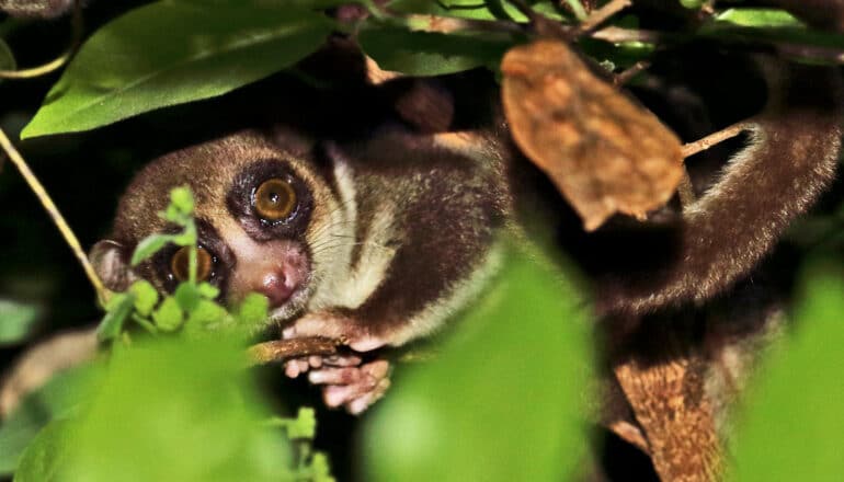 A fat-tailed dwarf lemur hangs onto a tree branch in the dark.