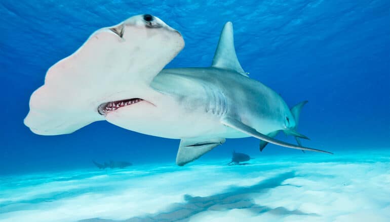 A hammerhead shark swims through shallow blue water.